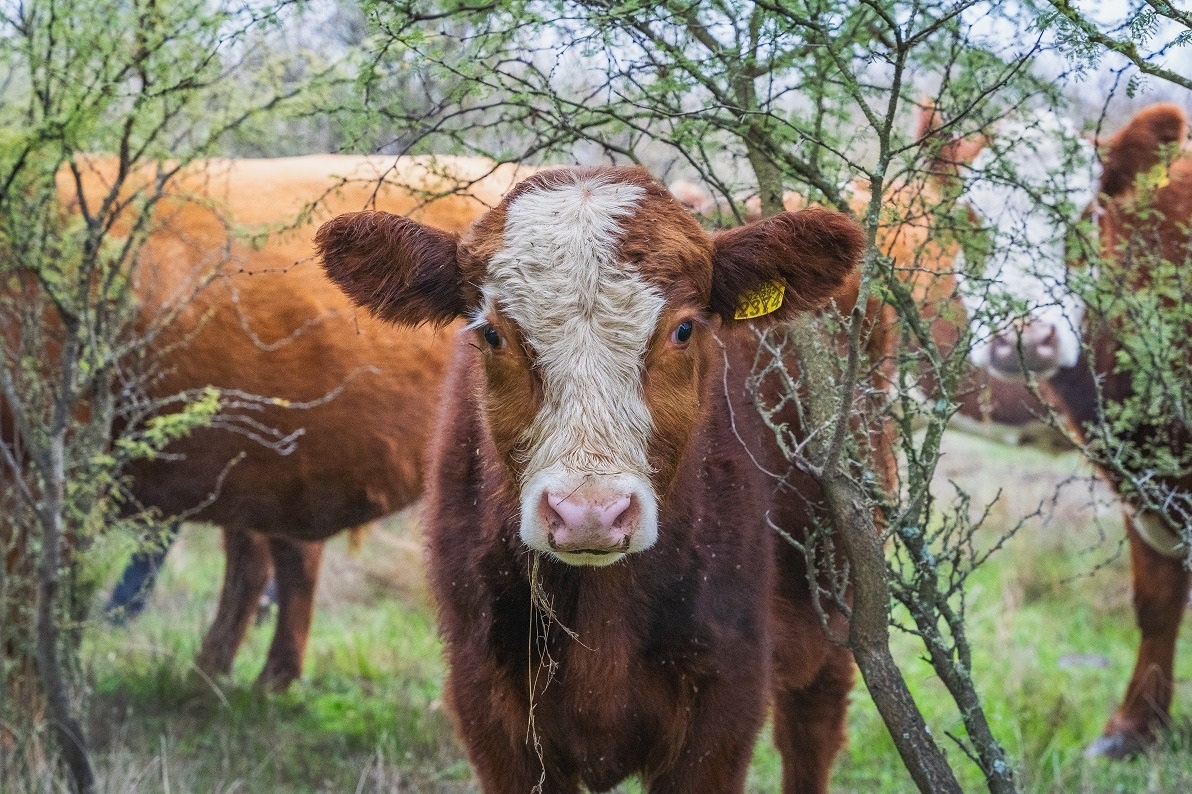 Ganadería Regenerativa