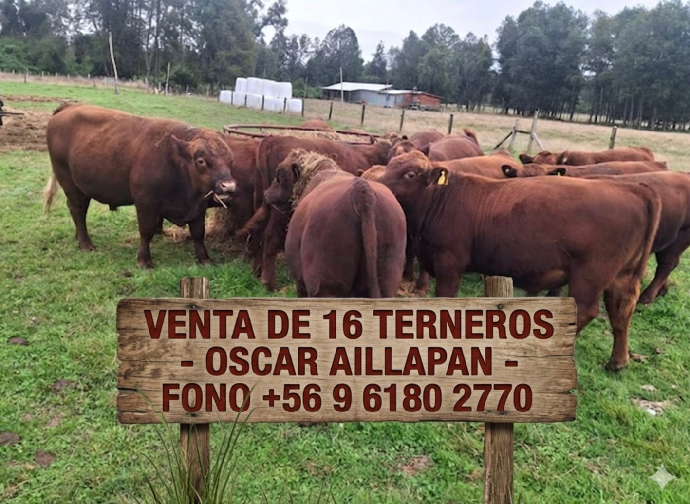 Terneros